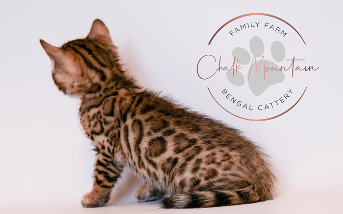 Bengal kitten for sale